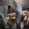 Localities take measures to prevent African swine fever