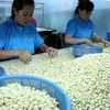Forecast rise in world cashew nut prices brings hope to domestic processors