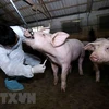 Ha Nam strives to fight African swine fever