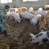 Trade ministry ensures pork supply despite African swine fever outbreak