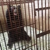 Two caged bears in Binh Duong rescued