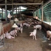 FAO, OIE support Vietnam in tackling African swine fever outbreaks