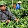 Ethnic farmers grow valuable tea in remote mountains