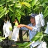 Vietnam’s mango exports increase 