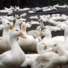 399 districts identified as high risk areas for bird flu