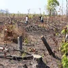 Forest illegally cut down along National Road 29 ahead of construction