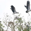 Rare Asian openbills spotted in Bac Lieu Bird Sanctuary