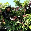 Vietnam supplies one quarter of Japan’s coffee import