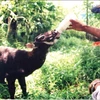 Agriculture ministry, IUCN work to protect saola 