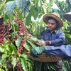 Sustainable coffee production project benefits Lam Dong farmers