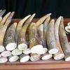 Da Nang customs uncovers 9.1 tonnes of goods suspected as tusks