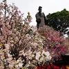 Japanese cherry blossom festival opens in Hanoi 