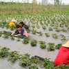 Strawberry farm in Hanoi - evidence of potential farm tourism