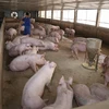 Forming value chains to enhance competitiveness for pig farmers