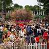 Japanese cherry blossom festival extended for one day