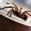 Philippine customs seize huge amount of smuggled tarantulas