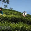 Vietnam’s tea exports edge up 15.4 percent in Q1