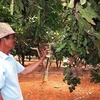 Lam Dong exports macadamia nuts to RoK, Singapore