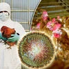 Cambodia reports first outbreak of H5N6 bird flu