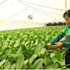 Hanoi helps bring farmers into 21st century with technology