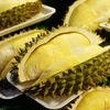 Durian, mango festivals in Chanthaburi, Ratchaburi
