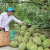 Tien Giang’s fruits benefit from promotion efforts