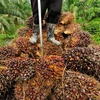 Thailand works to distribute palm oil overstock