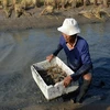 Ca Mau eyes growth with special focus on shrimp production