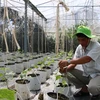 Mekong farmers make organic switch to improve business
