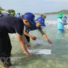 Nha Trang releases fries to regenerate aquatic resources