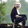 Ha Giang makes progress in Tonkin snub-nosed monkey conservation