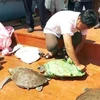 Quang Nam to release seven rare turtles back to nature