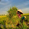 Thailand to hold national rice convention in late May