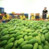 Firm exports 71 tonnes of mango to US