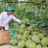 Mekong Delta fruit farmers enjoy bumper harvest, high prices