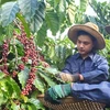 Vietnam to manage coffee quality through new database