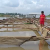 Prolonged rain, waste caused mass fish death in La Nga river