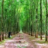 Vietnam earns 662 million USD from rubber exports 