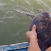 Nghe An: Rare green sea turtle returned to nature