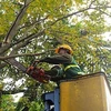 Hanoi to cut back 40,000 trees to cope with typhoons