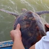 Fisherman releases rare turtle into ocean