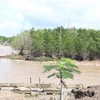 Bac Lieu struggles to protect coastal forests