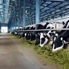 Vinamilk plans another dairy farm in Ha Tinh