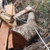 Bac Kan authorities to prosecute deforestation culprits