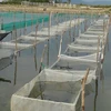 New sandfish farming model to be replicated
