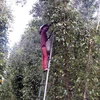 Cajuput tree trellises used to grow pepper