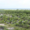 Vietnam moves to protect coastal forest