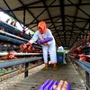 Indonesian poultry farmers anxious over price drop