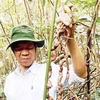 Precious ginseng found in Quang Nam