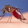 Lao Ministry of Health warns of dengue fever nationwide 